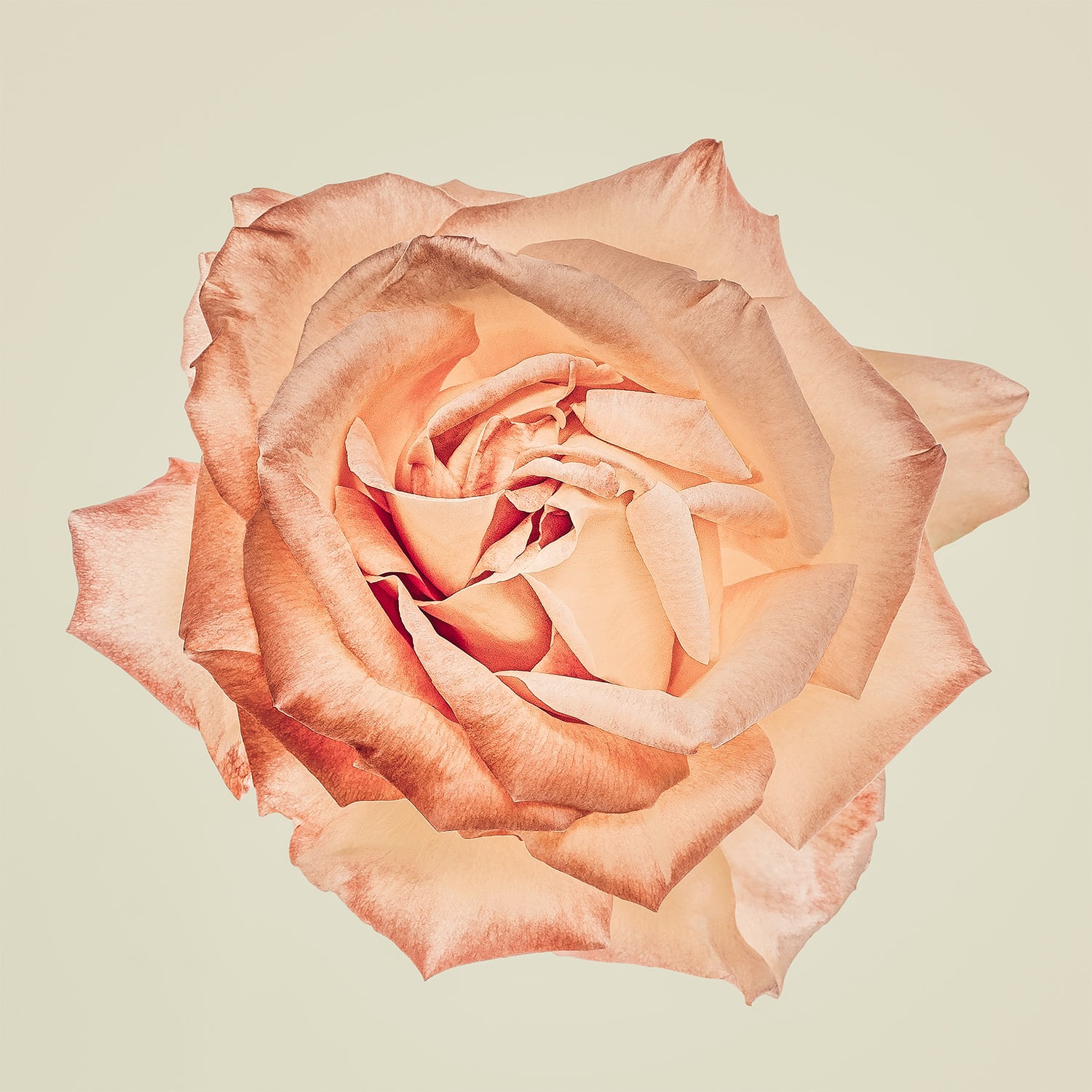 Rose Study No. 1