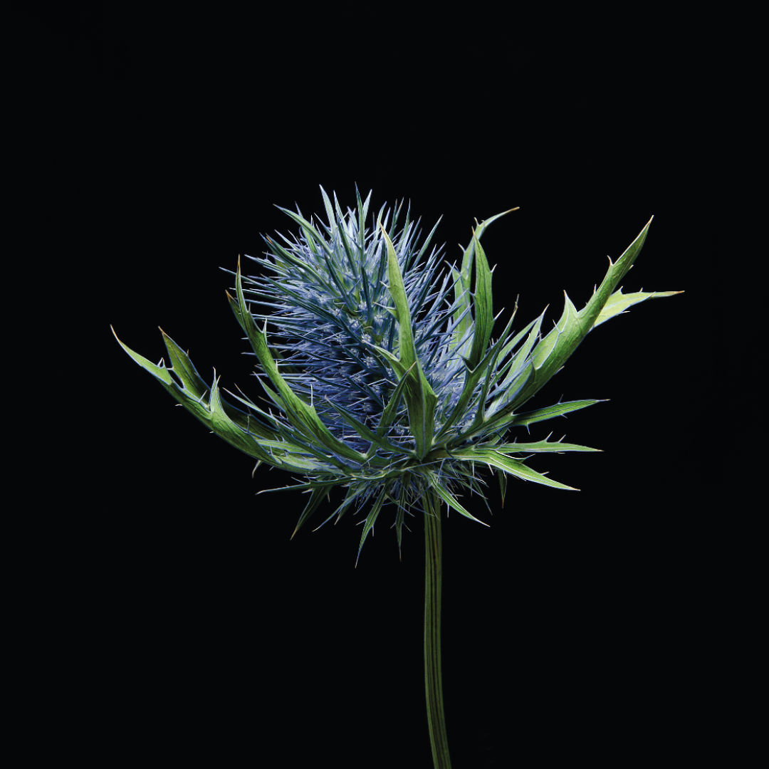 Sea_Holly_1