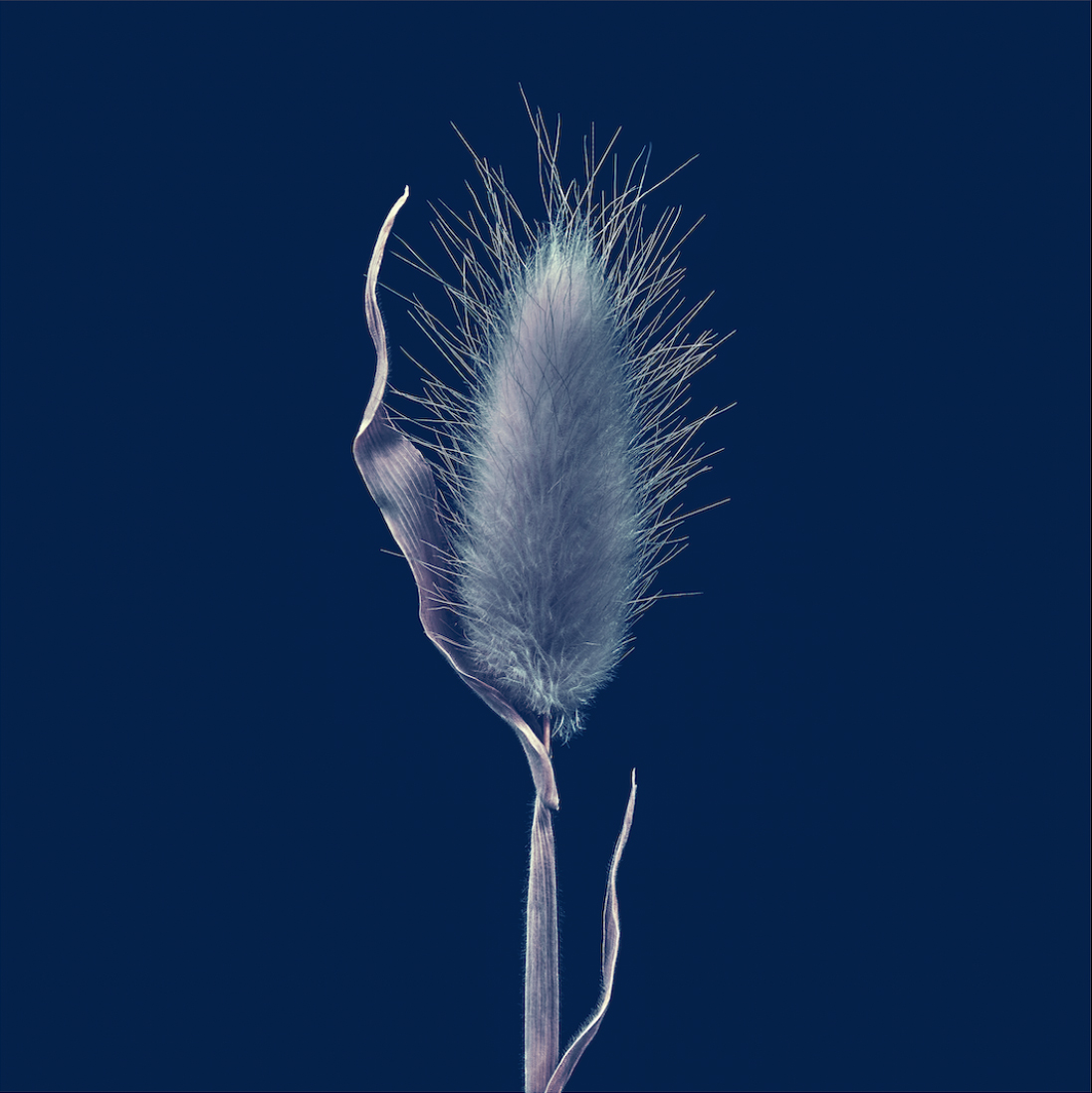 Seaside Grass Study 1 Seaside Grass Study 1